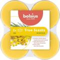 Bolsius True Scents Podgrzewacz zapachowy  Maxi Mimosa 8szt-26352